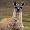 Llama King Profile