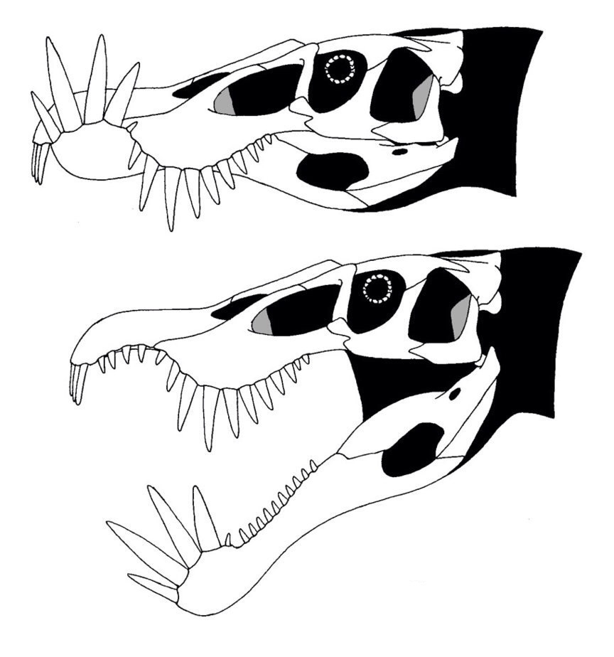 Phobodon Profile