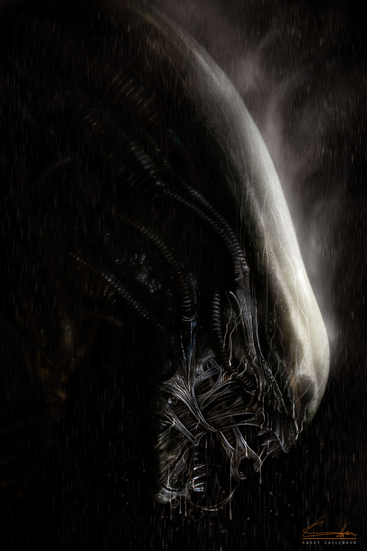 Xenomorph Alien Vs Predator Wallpaper