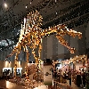 S-Rex Profile