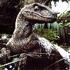 raptorex Profile