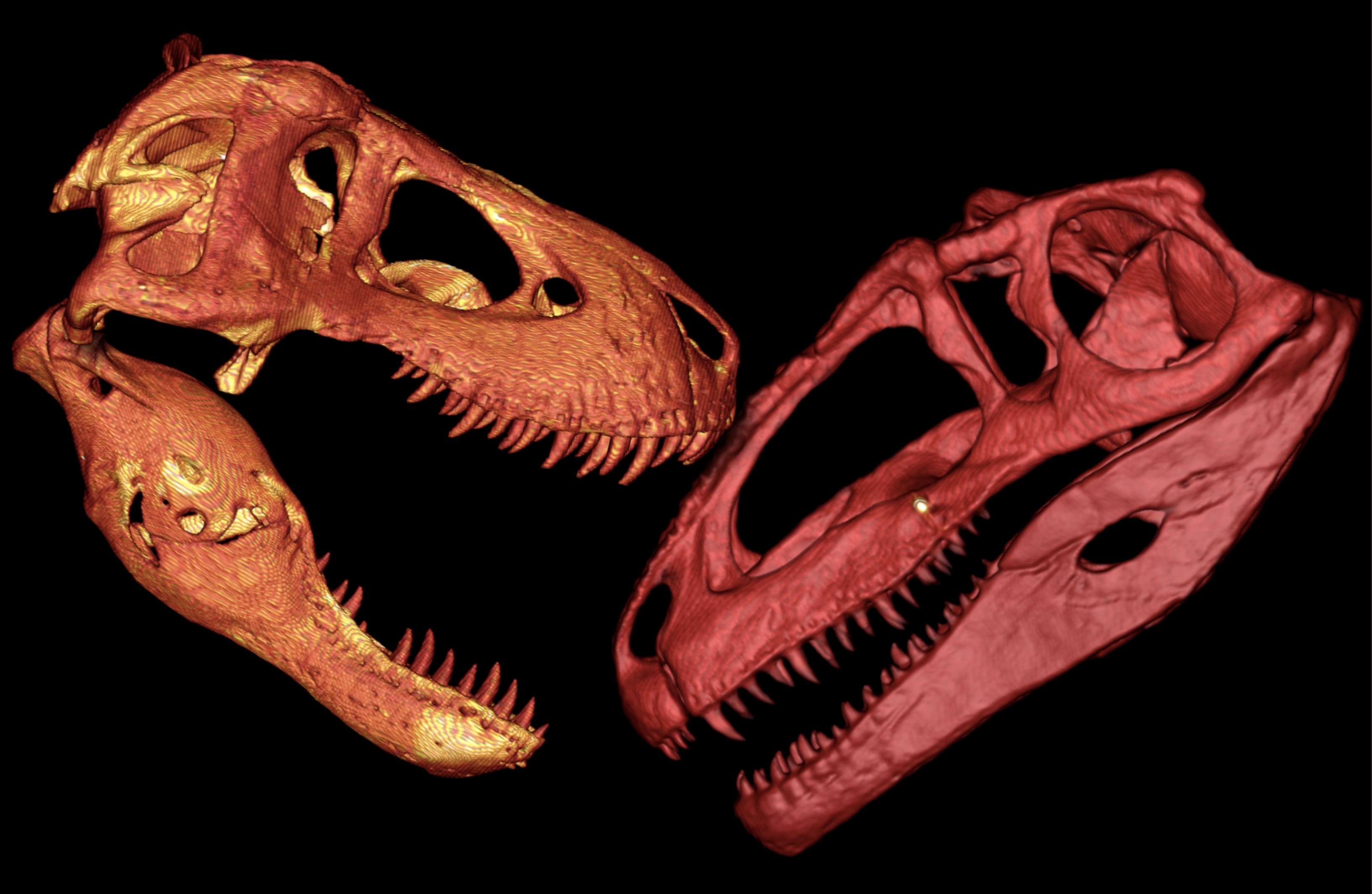 T-Rex vs Giganotosaurus